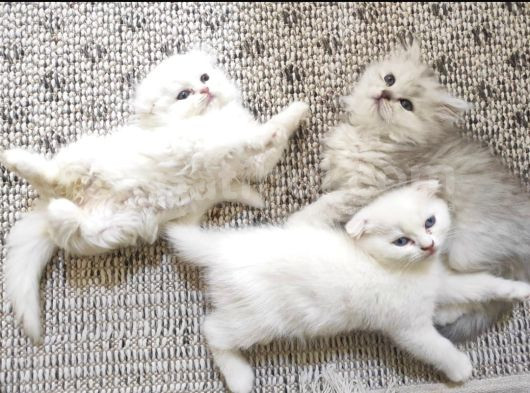 Ücretli̇ Ci̇ns Kedi̇leri̇m Ankara Mamak görsel