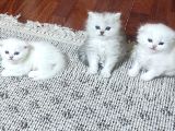 Ücretli̇ Ci̇ns Kedi̇leri̇m Ankara Mamak