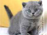 Sevecen Gri British Shorthair Yavrumuz