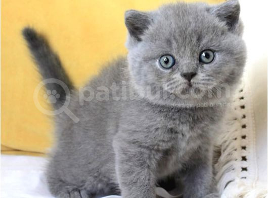 Sevecen Gri British Shorthair Yavrumuz görsel