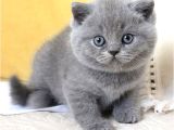 Sevecen Gri British Shorthair Yavrumuz