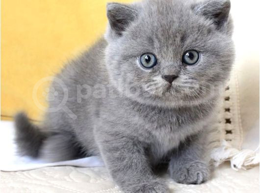Sevecen Gri British Shorthair Yavrumuz