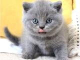 Sevecen Gri British Shorthair Yavrumuz