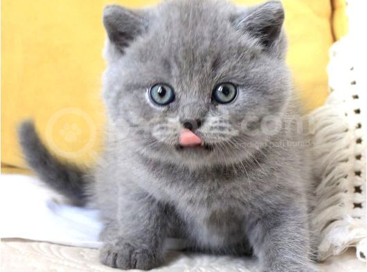 Sevecen Gri British Shorthair Yavrumuz görsel