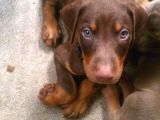 Irk Garanti̇li̇ Erkek Di̇şi̇ Safkan Doberman Yavrularimiz