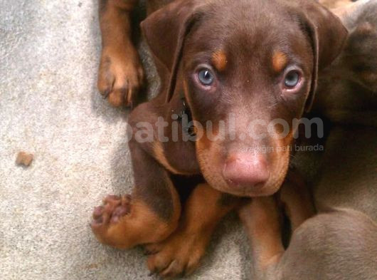 Irk Garanti̇li̇ Erkek Di̇şi̇ Safkan Doberman Yavrularimiz görsel