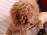 2 Aylık Dişi Toy Poodle