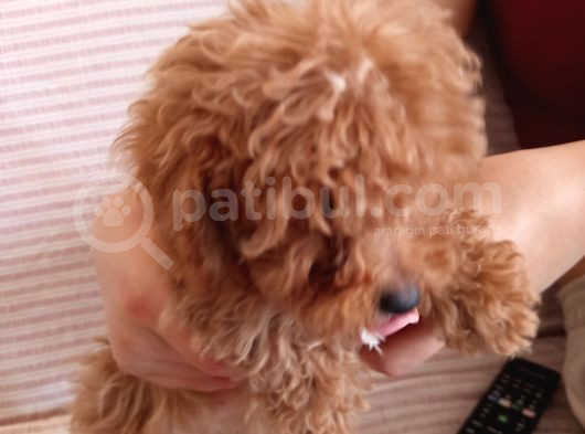2 Aylık Dişi Toy Poodle görsel