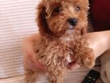 2 Aylık dişi Toy Poodle