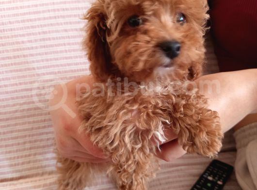 2 Aylık Dişi Toy Poodle görsel