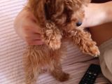 2 Aylık Dişi Toy Poodle