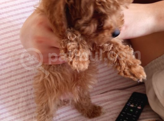 2 Aylık Dişi Toy Poodle görsel