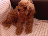 2 Aylık Dişi Toy Poodle