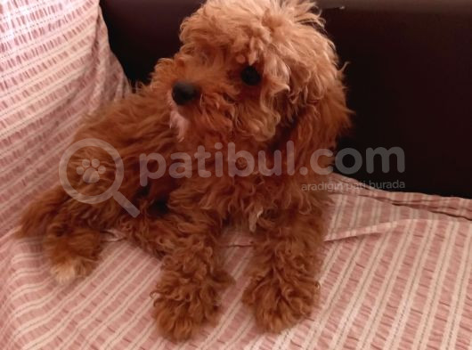 2 Aylık Dişi Toy Poodle görsel
