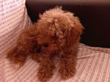 2 Aylık Dişi Toy Poodle