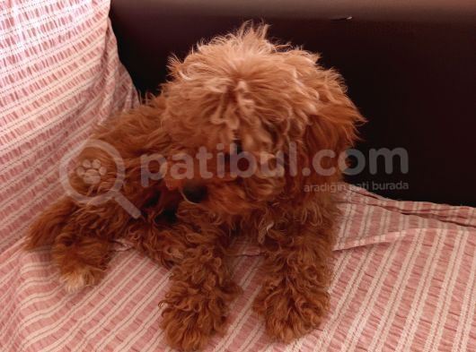 2 Aylık Dişi Toy Poodle görsel