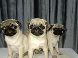 Simit Kuyruk Safkan Pug Yavruları