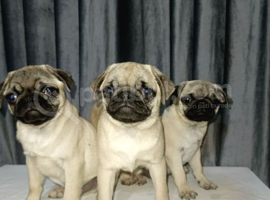 Simit Kuyruk Safkan Pug Yavruları görsel