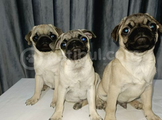 Simit Kuyruk Safkan Pug Yavruları