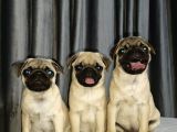 Simit Kuyruk Safkan Pug Yavruları