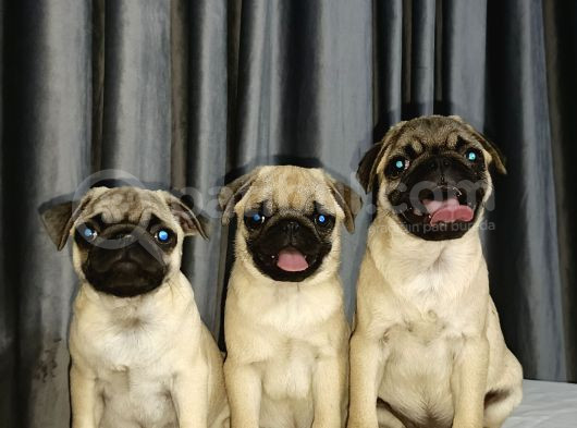 Simit Kuyruk Safkan Pug Yavruları görsel