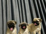 Simit Kuyruk Safkan Pug Yavruları