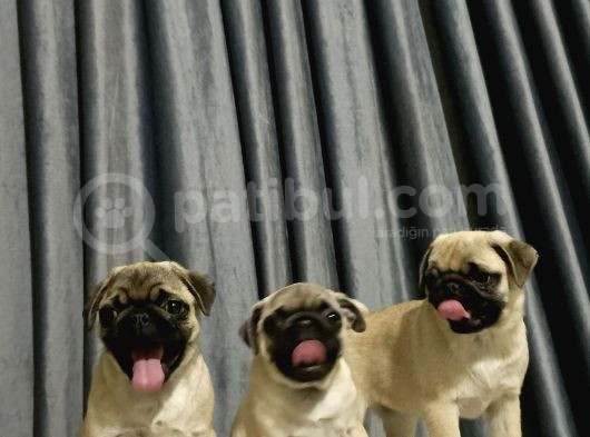 Simit Kuyruk Safkan Pug Yavruları görsel