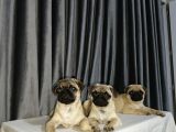 Simit Kuyruk Safkan Pug Yavruları