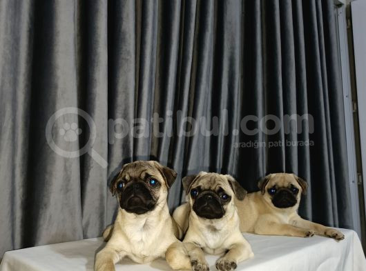 Simit Kuyruk Safkan Pug Yavruları görsel