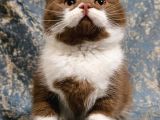 CİNNAMON BICOLOR BRİTİSH SHORTHAİR YAVRU DİŞİ ERKEK