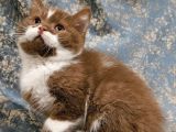 Ci̇nnamon Bicolor Bri̇ti̇sh Shorthai̇r Yavru Di̇şi̇ Erkek