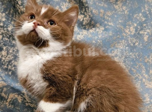 Ci̇nnamon Bicolor Bri̇ti̇sh Shorthai̇r Yavru Di̇şi̇ Erkek görsel
