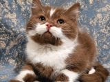 Ci̇nnamon Bicolor Bri̇ti̇sh Shorthai̇r Yavru Di̇şi̇ Erkek