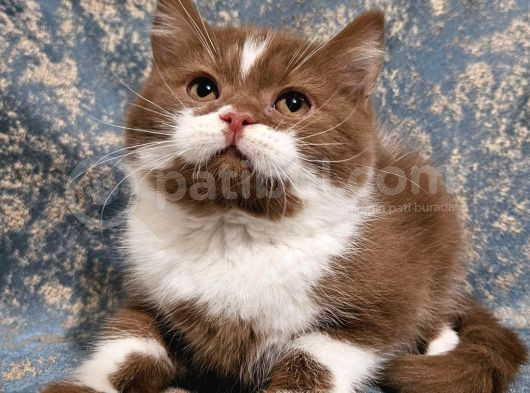Ci̇nnamon Bicolor Bri̇ti̇sh Shorthai̇r Yavru Di̇şi̇ Erkek görsel