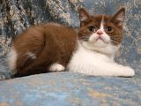 Ci̇nnamon Bicolor Bri̇ti̇sh Shorthai̇r Yavru Di̇şi̇ Erkek