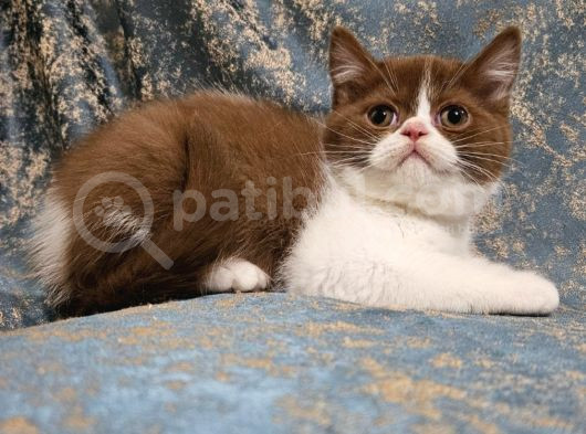 Ci̇nnamon Bicolor Bri̇ti̇sh Shorthai̇r Yavru Di̇şi̇ Erkek görsel