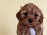 TEACUP KORE MALTİPOO YAVRULARI