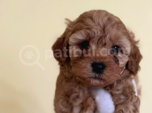 Teacup Kore Malti̇poo Yavrulari