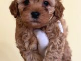 TEACUP KORE MALTİPOO YAVRULARI