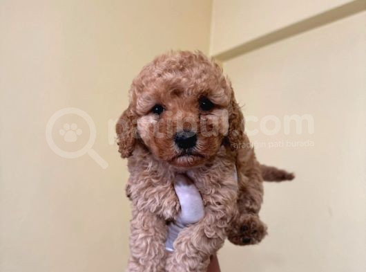 Teacup Kore Malti̇poo Yavrulari görsel