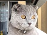 AŞILARI TAM OLAN TATLI KEDİMİZE EŞ ARIYORUZ