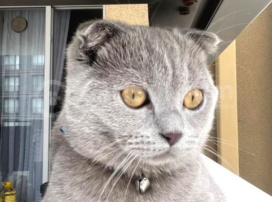 Aşilari Tam Olan Tatli Kedi̇mi̇ze Eş Ariyoruz