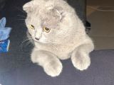Aşilari Tam Olan Tatli Kedi̇mi̇ze Eş Ariyoruz