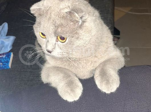 Aşilari Tam Olan Tatli Kedi̇mi̇ze Eş Ariyoruz görsel
