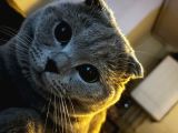 Aşilari Tam Olan Tatli Kedi̇mi̇ze Eş Ariyoruz