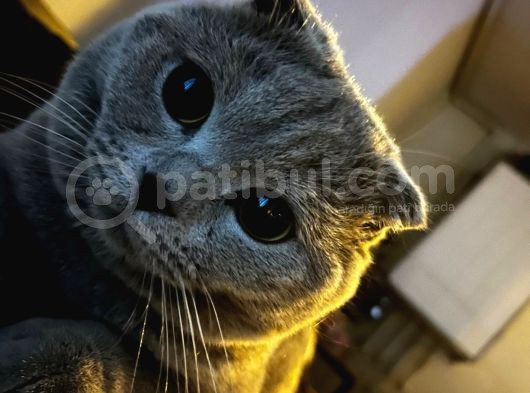 Aşilari Tam Olan Tatli Kedi̇mi̇ze Eş Ariyoruz görsel