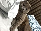 Aşilari Tam Olan Tatli Kedi̇mi̇ze Eş Ariyoruz