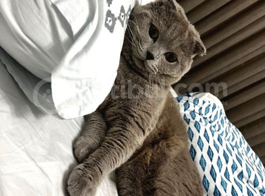 Aşilari Tam Olan Tatli Kedi̇mi̇ze Eş Ariyoruz görsel