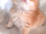 Golden Scr Li Scr Siz Muhteşem Irk