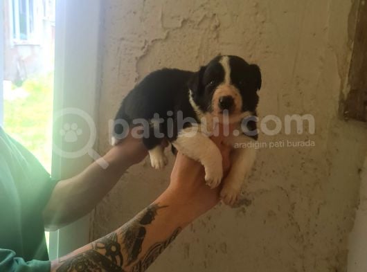 Border Zeka Küpü Bebekler Için Acele Edin görsel